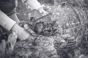 Image d'un potager avec un chou, symbole du soin