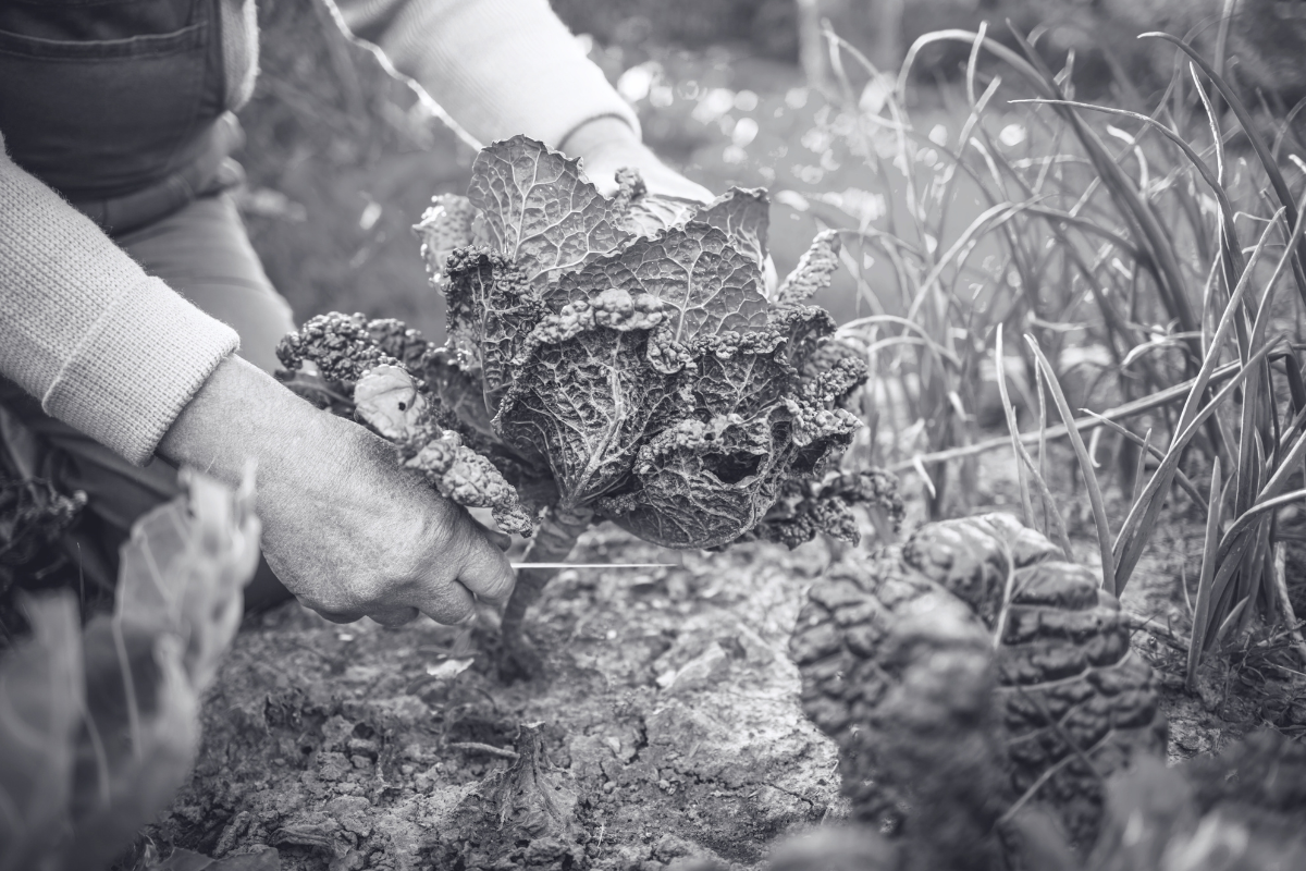 Image d'un potager avec un chou, symbole du soin